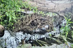 „Plaustas“ Nemune įstrigo tarp žolių ir medžių