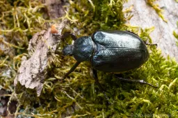 Pažintinė trasa atskleidžianti Punios ąžuolų slepiamus lobius