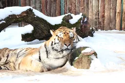 Tigrės prognozės artėjant Naujiesiems