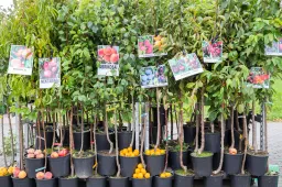 „Aš sodinu“ mugė Alytuje – prie „Moki-veži“ prekybos centro