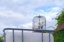 Kaip alytiškiai išskridusios papūgos ieškojo