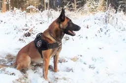 Dzūkijos pasieniečiams padeda belgų aviganis Itas