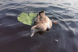 Paukščių gripas nesitraukia: jei ne ši klastinga liga, perimvietėse būtų vienas sėkmingesnių sezonų