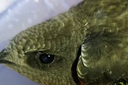 Dažniausiai kreiptasi dėl įvykių su laukiniais gyvūnais