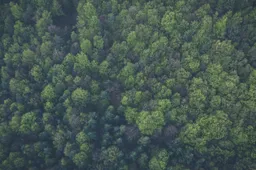 Kaip efektyviai valdyti mišką ir parduoti jį pelningai Alytaus regione?