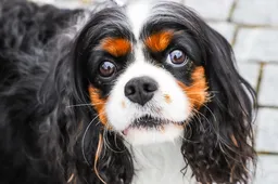 Parlamentarai nepalaikė iniciatyvos uždrausti laikyti šunis nuolat pririštus