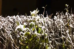 Sinoptikai perspėja: penktadienio vakarą ir naktį kils smarkus vėjas