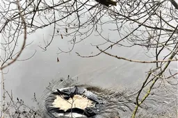 Pasaloje – gerai žinomas kurorto gyventojas