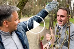 Alytaus politikai su savivaldybės darbuotojais miesto sode pasodino ne tik pušelių, bet ir ligustro krūmų