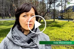 Miesto dienų scenos vietoje buvo pasodinta dešimtys ąžuolų