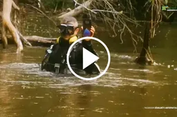 Posakis „dingo kaip į vandenį“ praranda prasmę?