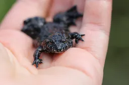 Dzūkijoje gyvena ir griežtai saugomos Europos faunos rūšys