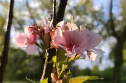 Kada, kur ir koks bus japoniškas sodas Alytuje?