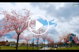 Japonai džiaugiasi sakurų žydėjimu Lietuvoje