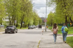 Gatvių rekonstrukcijos metu iškirsti medžiai bus atsodinti