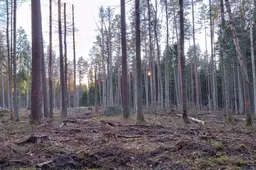 Punios šilo rezervatas išplėstas 1,5 karto