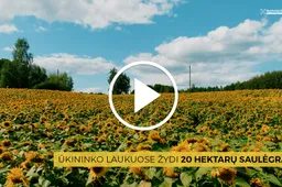 Ūkininko laukuose žydi 20 hektarų saulėgrąžų