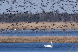 Žuvintą užliejo pavasary migruojančių žąsų banga