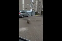 Informuoja skaitytojai: Į Vidzgirį užsuko... meškėnas?