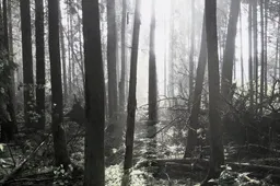 Padėjo išsaugoti miško sklypą Dainavos girioje