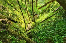 „Sengirės fondas“ išpirko dar vieną miško plotą – šaltinio ištakas saugantį dzūkišką pušyną