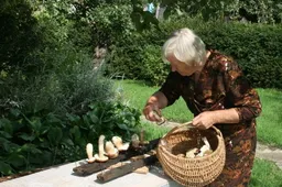 Pagerbti Nematerialaus kultūros paveldo puoselėtojai šiliniai dzūkai, kurie „vos gimį, o jau grybauc moka“