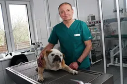 Budinti veterinarijos klinika, pagalba jūsų augintiniui visą parą