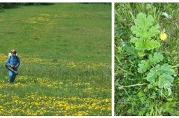 Alytuje vėl naikinami Sosnovskio barščiai