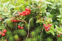 Spanguoliauti Riečių plynėje ir dar vienoje vietoje leis rugsėjo vidury