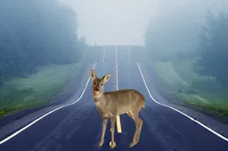 Iki 2025 m. pabaigos „Via Lietuva“ planuoja įrengti daugiau nei 120 km apsaugos priemonių nuo laukinių gyvūnų