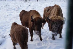 Dėl stumbryno Dainavos girioje bus tariamasi su mokslininkais