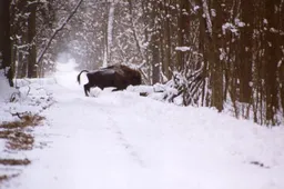 Stumbryno Varėnos krašte projektas bus tobulinamas