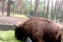 Į Dzūkijos nacionalinį parką perkelta pirmoji stumbrė