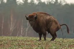 Stumbrų daroma žala žemės ūkiui Aukštaitijoje ir vidurio Lietuvoje – Dzūkijos nacionalinio parko sąskaita