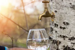 Beržų sula. Ar tinka diabetikams?