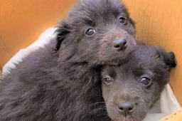 Alytuje veikianti „Keturkojo vilties“ prieglauda kviečia aukoti Lietuvos ir Ukrainos keturkojams