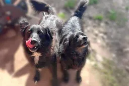 Aukoti beglobiams prašys penkiuose miestuose: Alytuje – „Keturkojo viltis“