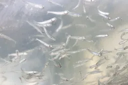 Daugų ežeras įžuvintas lašišine žuvimi