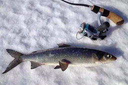 Lietuviška lašišine žuvimi šalies ežerus aprūpina Dzūkijoje dirbantys žuvivaisininkai