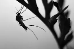 Tinklelis nuo vabzdžių ir 3 faktai, kurie privers nustebti