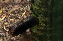 Lietuvos miškuose rekordiškai plinta egles naikinantys vabzdžiai, pušys šiems kenkėjams – atsparesnės