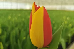 Punioje užaugintos tulpės pasieks tūkstančius Lietuvos moterų