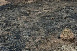 Gaisrininkai Alytaus rajone vykdo akciją: už žolės deginimą gyventojams gresia baudos iki 300 eurų