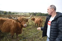 Alytaus rajone augina škotiškos veislės karves