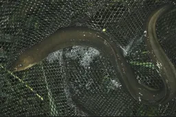 Nelegaliai pasigauti ungurį – labai brangu