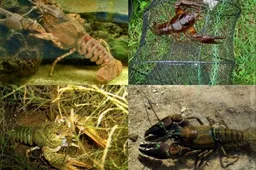 Vėžiavimo sezonas prasidėjo