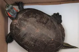 Už mėginimą laikyti ir parduoti raudonausį raštuotąjį vėžlį vyras sulauks baudos