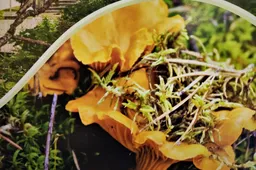 Dzūkijoje – gausus voveraičių derlius, kaip pasigaminti skanių patiekalų