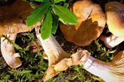 Lietuviškos voveraitės šią vasarą: sunku rasti miške, bet jau „išdygo“ parduotuvėse