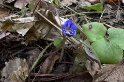 Vidzgirio miške pražydo žibutė